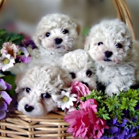 A BASKET OF BICHON FRISE