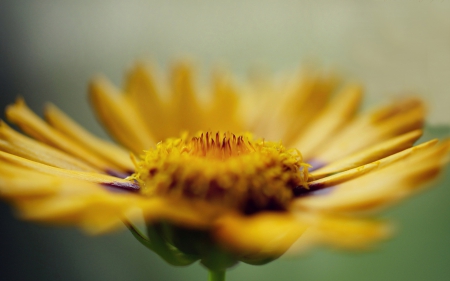 Flower Macro - nature, macro, flower, sun