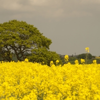 Flower Trees