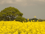 Flower Trees