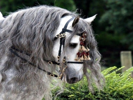 OLE GREY MARE - beautiful animals, pets, grey horse, horses, long mane, wild animals, horse