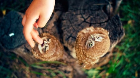 Hungry Owls - bird, grass, forest, human, animal, SkyPhoenixX1, woods, owls, hungry, stub, tree, owl, nature, hand, picture, animals, wallpaper