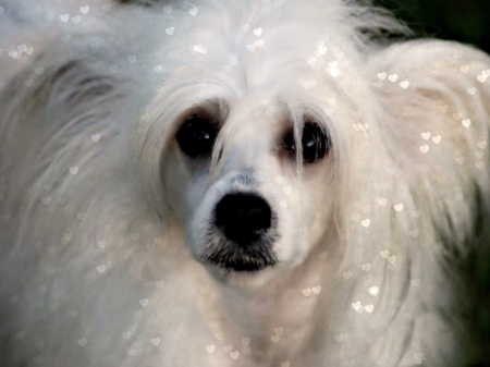 LOVE 4 A WHITE DOG - bokeh, chinese crested, dog, beautiful dogs, lovely dogs, toy dogs, macro, small dog, puppy, hearts, close up