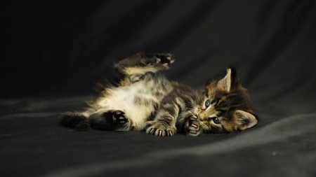 WAITING - cute, animals, cat, adorable, ahhhh, pets, relaxing, kitten, tabby