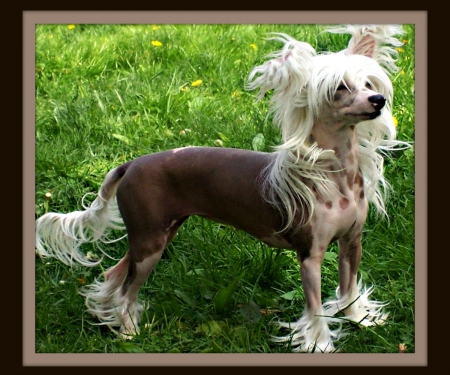 FRAMED - chinese crested, curly hair, puppies, small dogs, framed, beautiful animal, toy dogs, dogs, cute, adorable