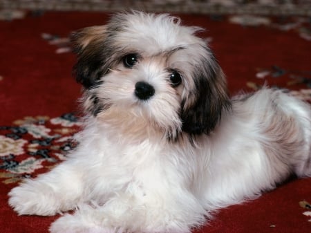 HAVANESE PUP - toy dogs, adorable, dogs, pets, cute, small dogs, puppies