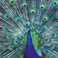 Awesome peacock