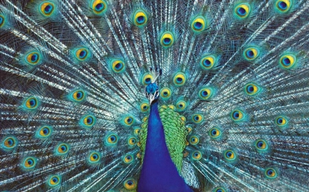 Awesome peacock - nice, male, tail, feathers, lovely, bird, peacock, gorgeous, pretty, beautiful, animal, awesome