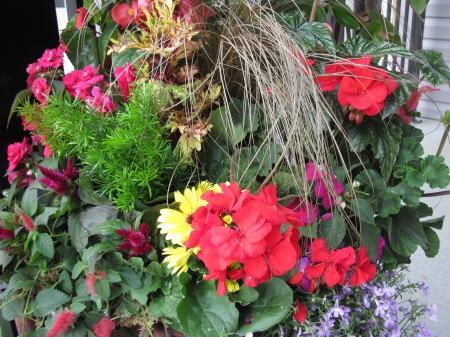 Flowers at the Front porch - Flowers, yellow, red, green, photography