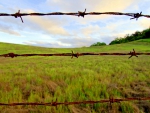 Barbwire Fence