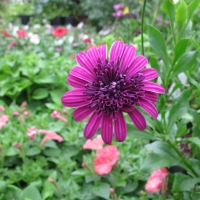 Flowers garden in greenhouse 45