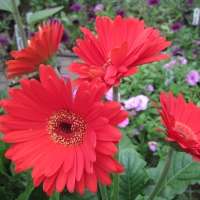 Flowers garden in greenhouse 47