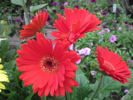 Flowers garden in greenhouse 47 - Flowers, red, green, photography, gerbera