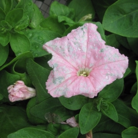 Flowers garden in greenhouse 49