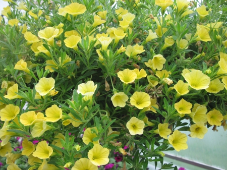 Flowers garden in greenhouse 50 - yellow, photography, green, petunias, flowers, garden