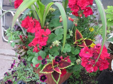 Flowers garden in greenhouse 51 - red, photography, green, basket, flowers