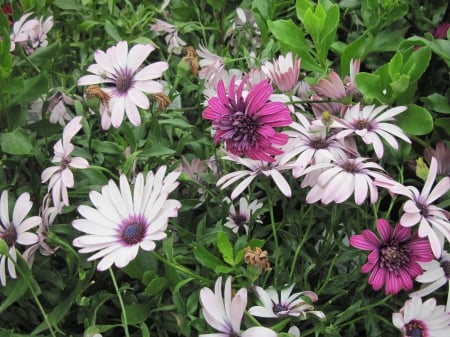 Flowers garden in greenhouse 52 - purple, pink, photography, green, daisy, flowers, garden