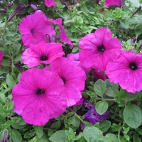 Flowers garden in greenhouse 54