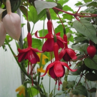 Flowers garden in greenhouse 56