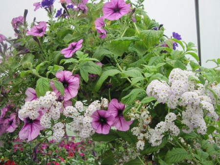 Flowers garden in greenhouse 60 - pink, photography, green, petunias, flowers, basket