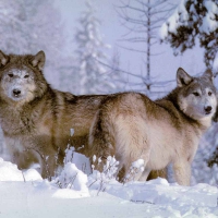 2 Adults In Snow