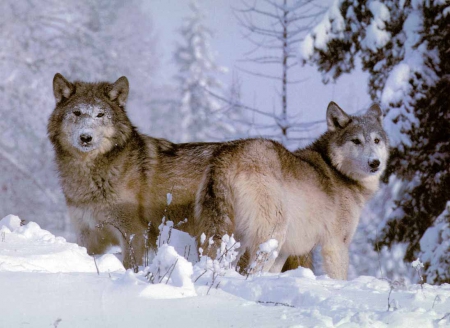 2 Adults In Snow