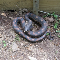 Eastern Hognose (aka Hissing Ader, Spreading Viper)