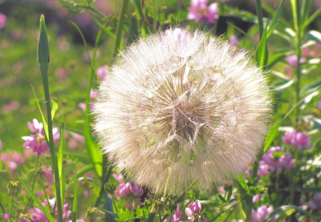 Tickle Your Nose White - nature, weed, summer, field, flower