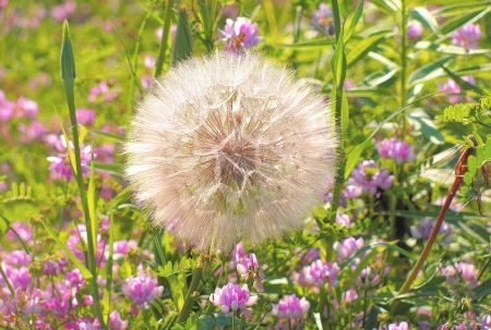 Wild and Wonderful - white, nature, fluffy, summer, field, weed, grass, flower