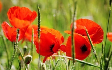 Flowers- red poppies - flowers, red, nature, poppies