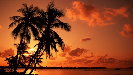 Sunset -  Palm trees - clouds, sea, Sunset, Palm trees