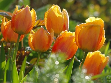 *** Yellow tulips *** - flowers, flower, nature, tulips