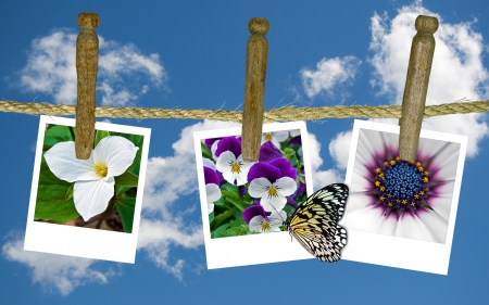 Flowers and butterfly - Flowers, cord, a butterfly, clip, sky