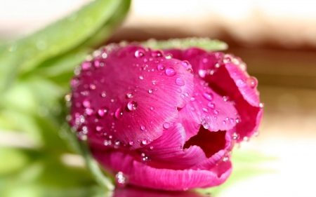 *** Tulip and drops *** - nature, beautiful, water, tulip, flowers, flower, hot pink, drops