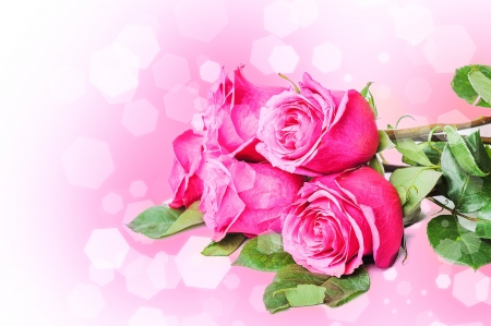 Pink roses - bouquet, flower, pink, rose