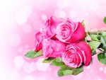 Pink roses