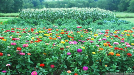 Garden - nature, green, gardens, flowers