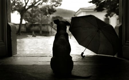 Rainy day - white, monochrome, dog, rain, umbrella, day, animal, black