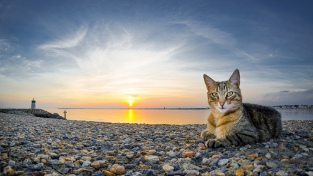 Cat - sleeping, beauty, cat face, hat, animals, sleepy, paws, face, pretty, cute, cat, kitty, lovely, kitten, cats, beautiful, sweet