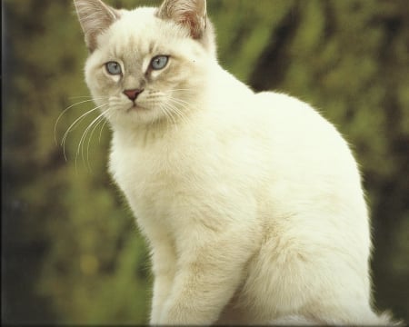 Cat - paws, cat, cute, outdoors