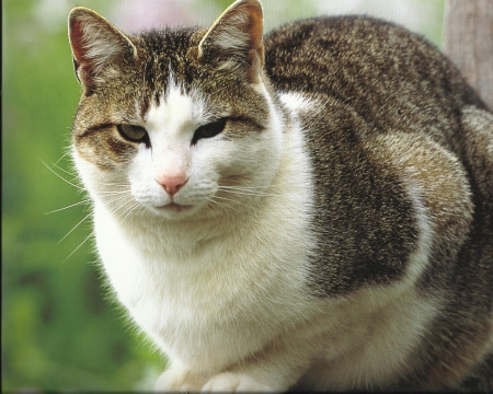 Tabby cat - paws, cat, tabby, cute