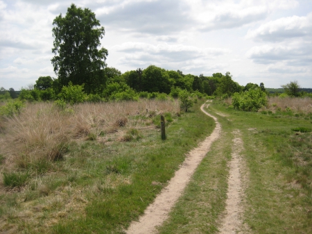 field - nature, green, field, grass