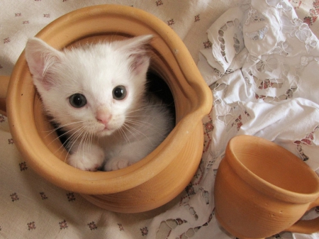 Cat in a pot - pot, animals, cute, pet, cat