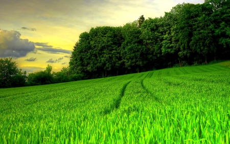 SUMMER FIELD - field, summer, landscape, green