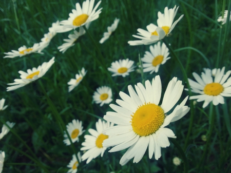 White flowers