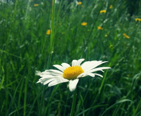 Alone flower - alone, macro, grass, flower