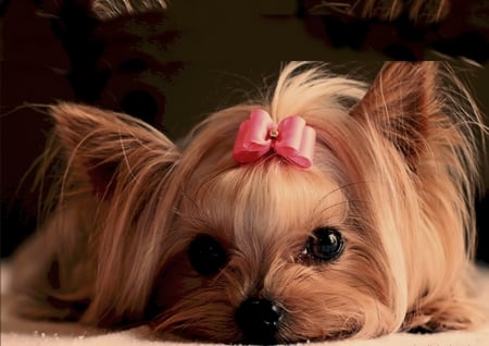 AHHHHH CUTE - close up, tears, puppy, adorable, eyes, pets, photos, macro, baby, dogs, cute, puppies, pink bow