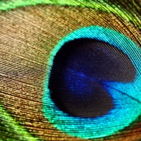 MACRO OF A FEATHER