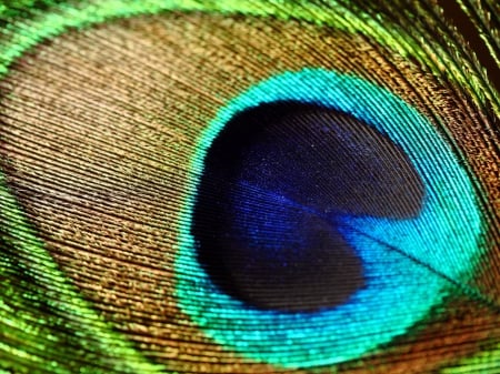 MACRO OF A FEATHER - close up, peacock feathers, feathers, colorful, photos, peacock, cool, macro, birds