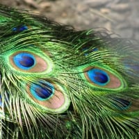 PEACOCK FEATHERS